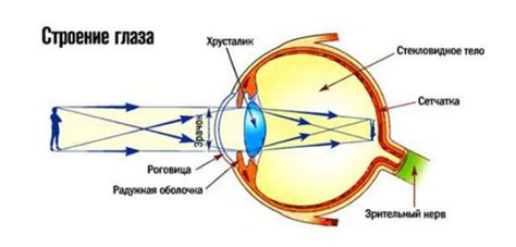 Принцип работы человеческого глаза: 3 механизма восприятия света