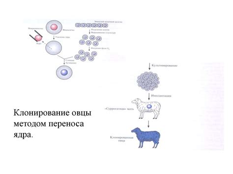 Принцип 3: Процесс клонирования