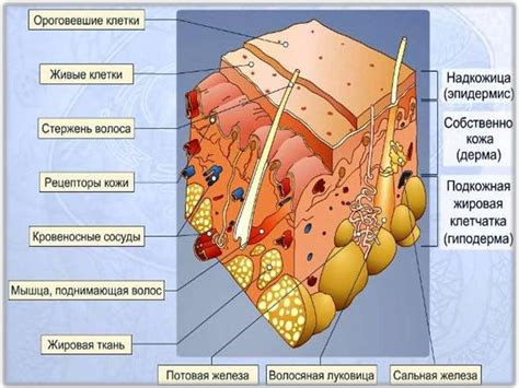 Природные особенности: структура кожи и внешние факторы