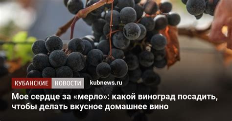 Природные факторы, влияющие на выбор сортов винограда для производства вина