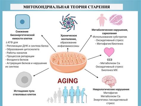 Природный процесс старения