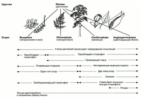 Приспособление растений и животных к жизни на суше