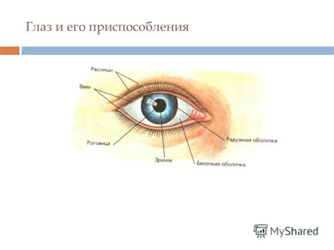 Приспособления глаз