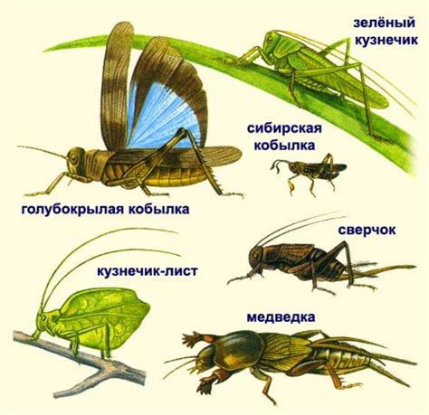 Присутствие других насекомых