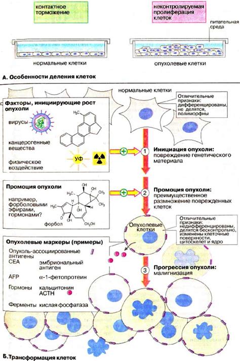 Присутствие клеток-стержневиков в опухоли