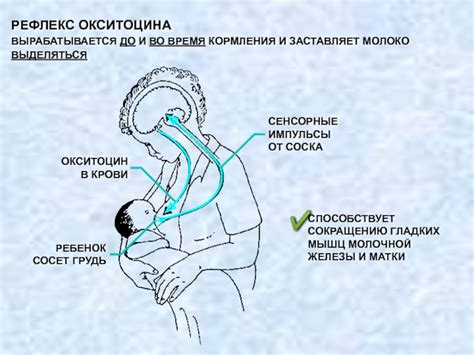 Присутствие молочной пленки и рефлекс захвата