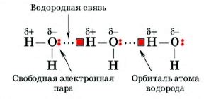 Присутствующие в ней водородные связи