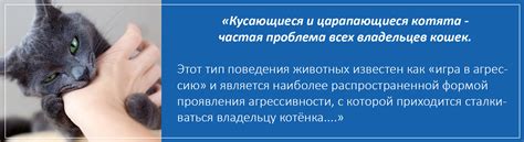 Причина агрессии кота при процессе вязки кошки