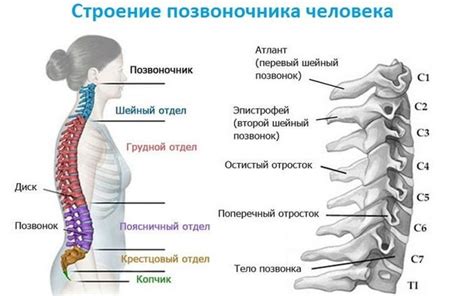 Причина хруста позвоночника