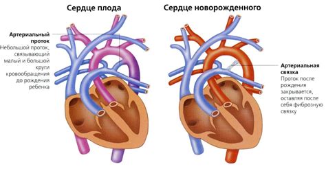 Причина №2: Особенности кровообращения