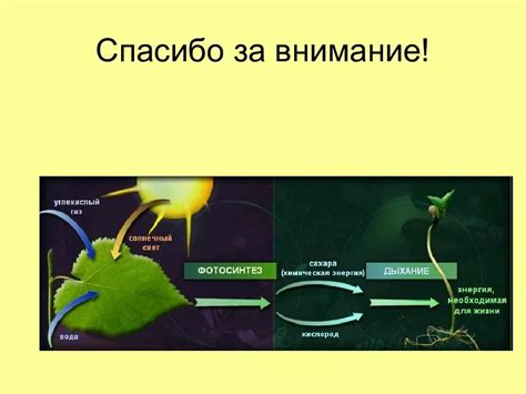 Причина №3: Процесс фотосинтеза