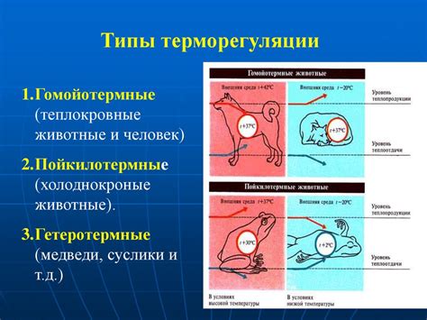 Причина 1: Терморегуляция шпица