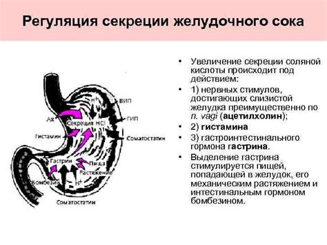 Причина 2: Увеличение секреции желудочного сока