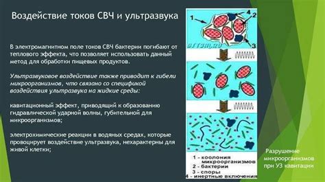 Причина 3: Воздействие микроорганизмов