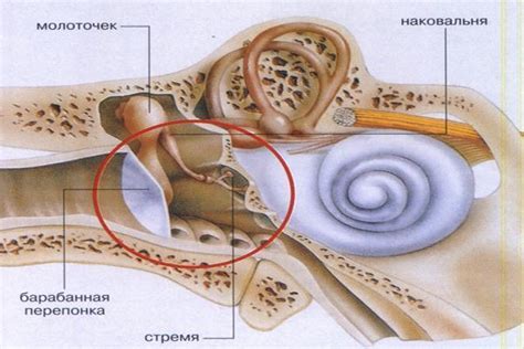 Причина 3: Нарушение целостности барабанной перепонки