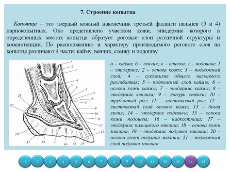 Причина 3: Особенности анатомии и физиологии лапок