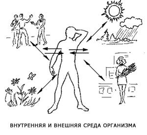 Причина 5: адаптация организма к новой среде