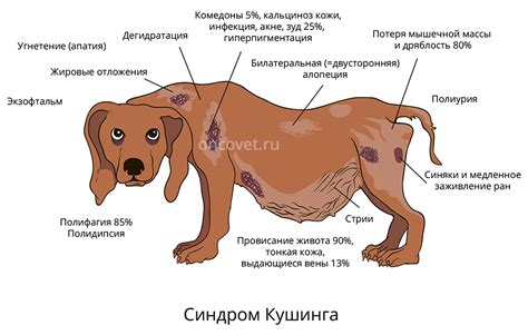 Причины, почему у собаки капает с конца