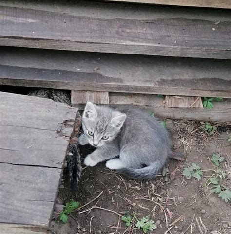 Причины, по которым котята ищут укромные места