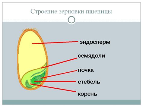 Причины, по которым околоплодник не снимается с набухшей и сухой зерновки пшеницы