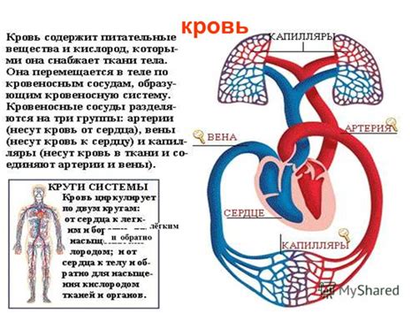 Причины, по которым организм функционирует в единении