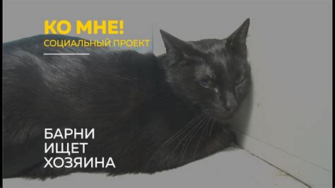 Причины агрессии у котов