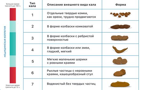 Причины белых какашек у собак: основные факторы и лечение