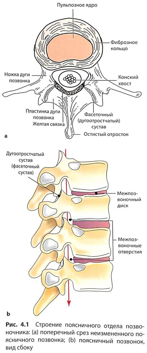 Причины боли в пояснице