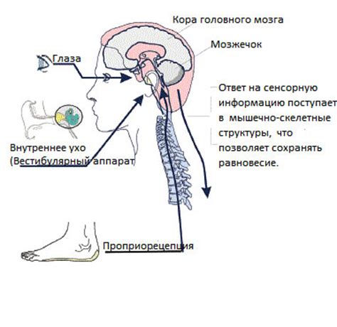 Причины вестибулярного дисбаланса