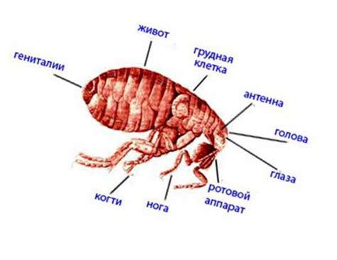 Причины возникновения блох в квартире