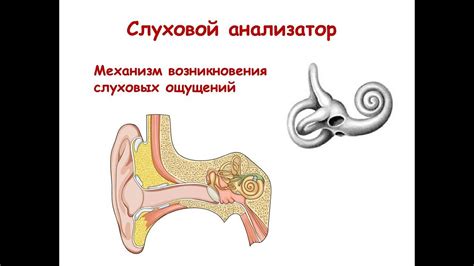 Причины возникновения слуховых проблем при повышенном давлении