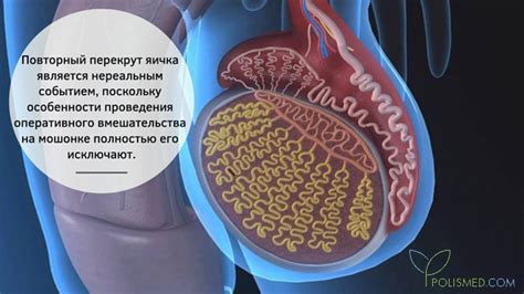 Причины восходящего движения яичка у взрослого