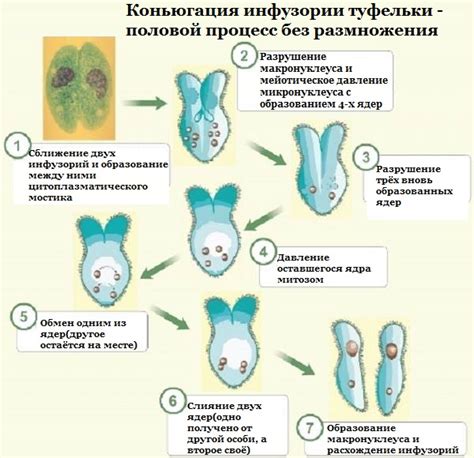 Причины выживания хвостатых инфузорий туфельки