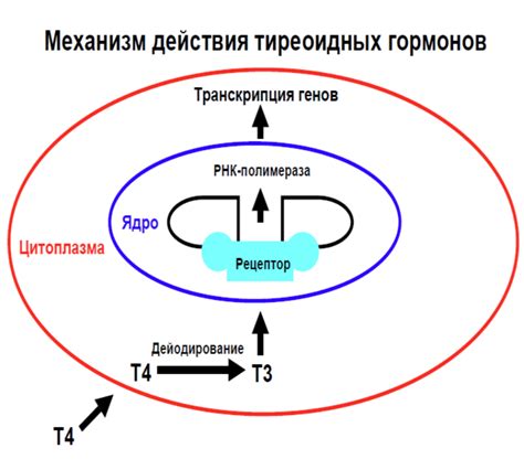 Причины деградации гормонов в организме