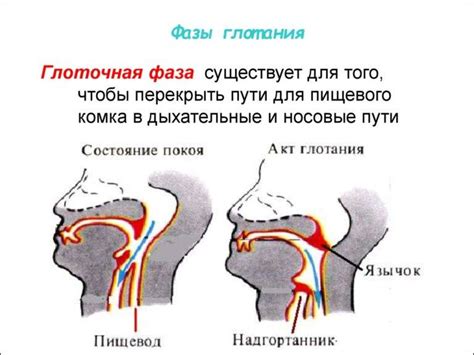 Причины замедленного глотания пищи