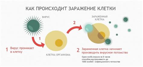 Причины заражения цитомегаловирусом