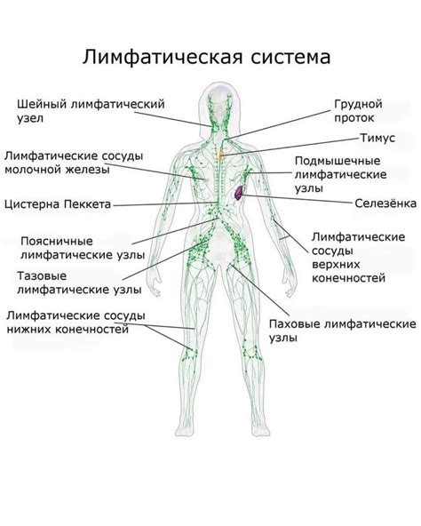 Причины застоя лимфы и их последствия