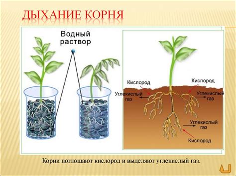 Причины использования робкого корня