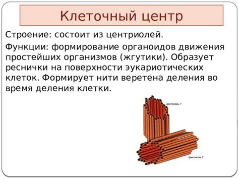 Причины и механизмы движения центриолей клетки