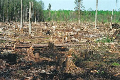 Причины и последствия нежелательного роста деревьев