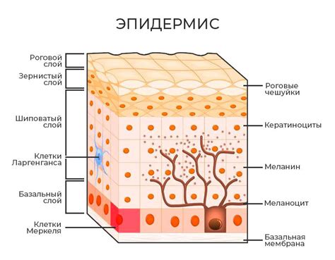 Причины и последствия повреждения рогового слоя кожи лица