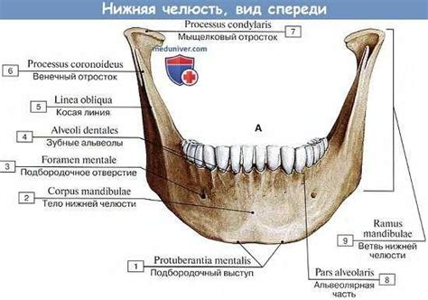 Причины и последствия слабых углов челюсти