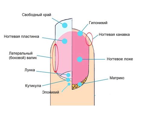 Причины и симптомы вросшего ногтя