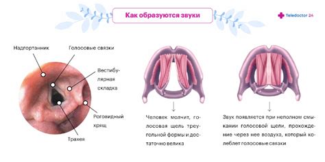 Причины и симптомы хрипоты голоса