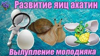 Причины и уникальные особенности