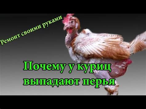 Причины клювания курицами своих перьев