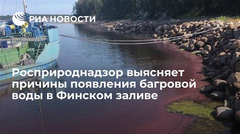 Причины коричневого цвета воды в Финском заливе