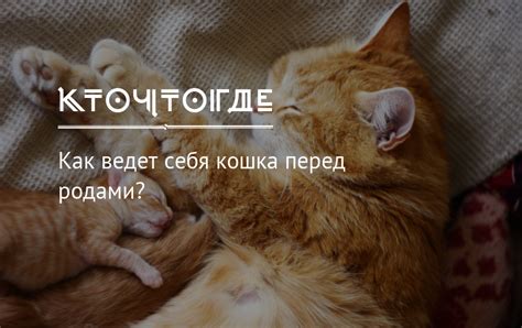 Причины кошки просить кота перед родами