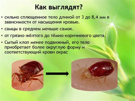 Причины кусания и сосания крови мухами