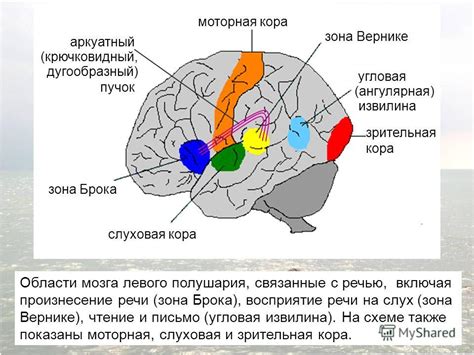 Причины меньшего размера левого полушария